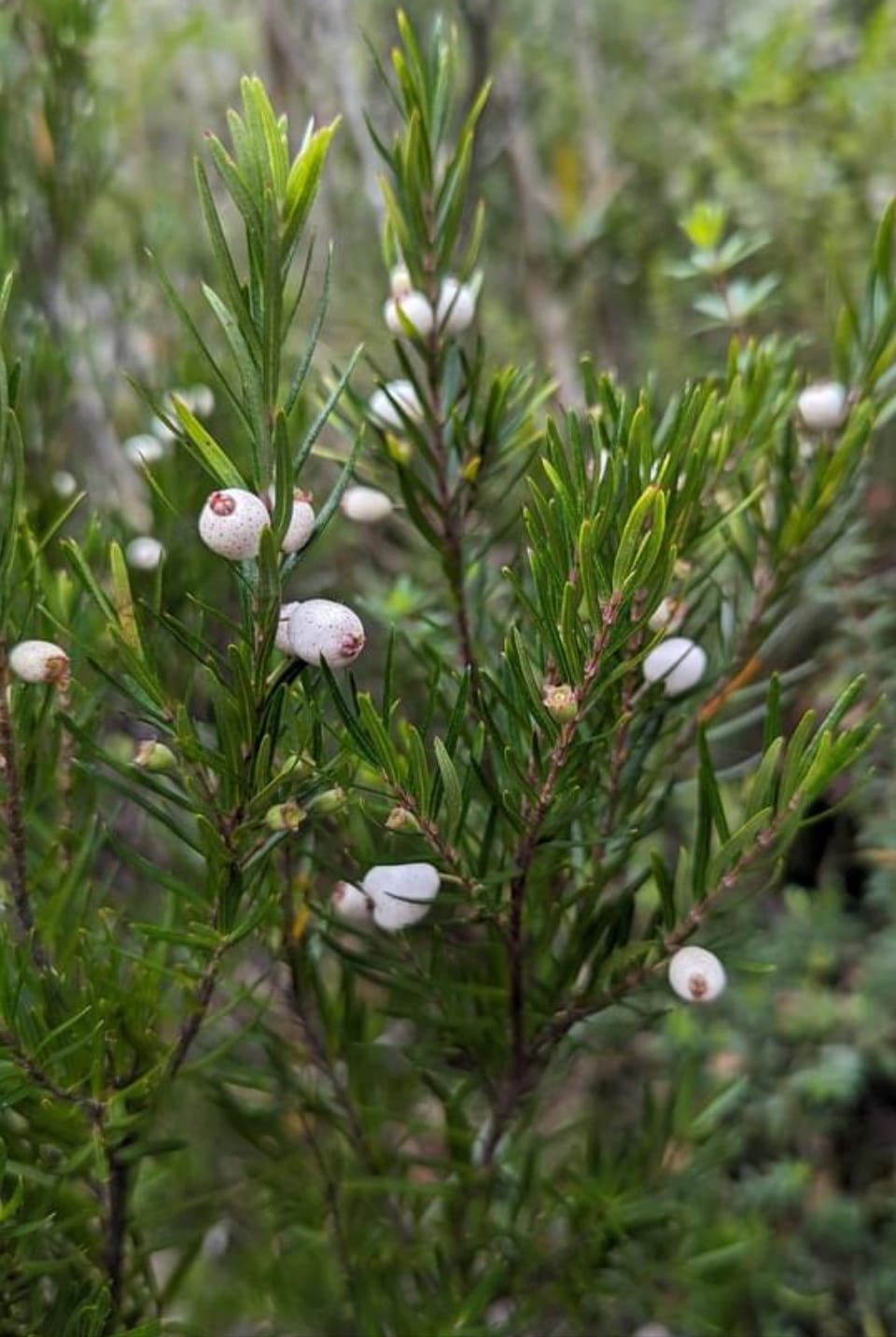 Austromyrtus Tenuifolia (Narrow-leaf Myrtle)