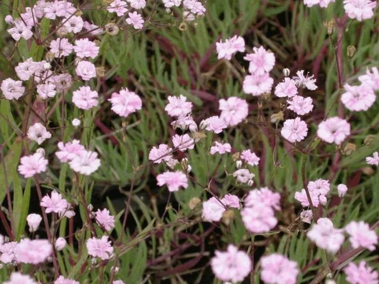 Gypsophila ‘Festival Pink’ (Pink Baby’s Breath)