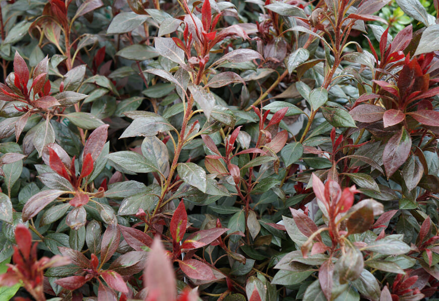Azalea 'Shiraz'