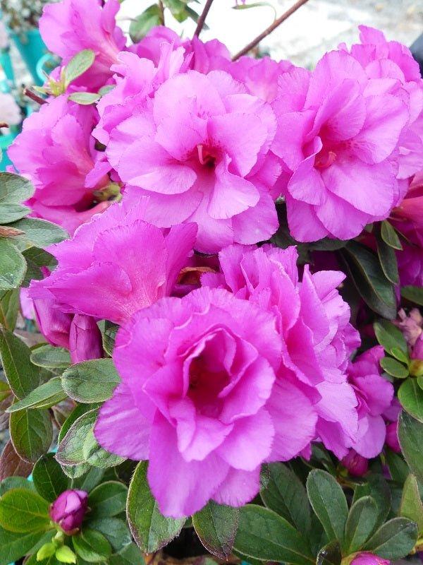 Azalea Indica ‘Happy Days’ (Happy Days Azalea)