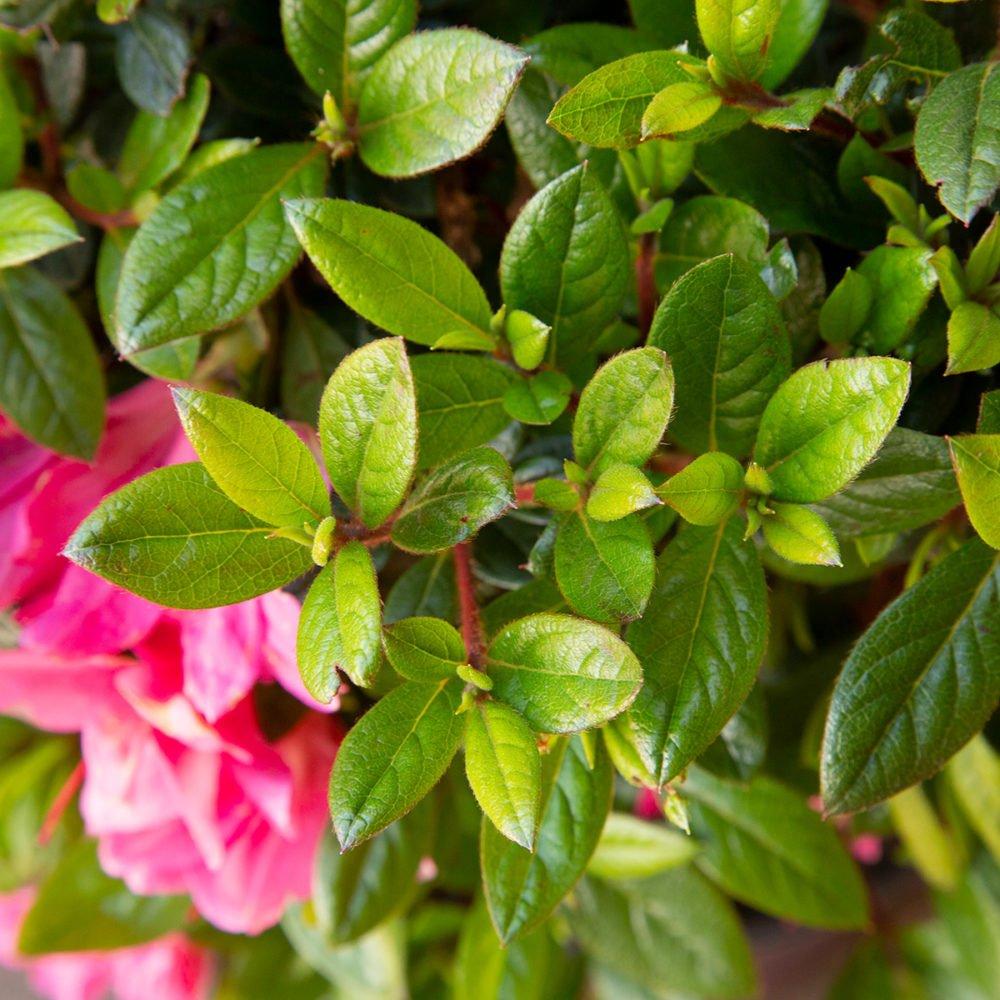 Azalea Indica ‘Happy Days’ (Happy Days Azalea)