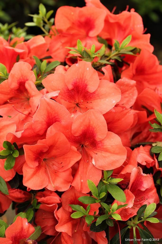 Azalea Indica ‘Orange Delight’ (Orange Delight Azalea)