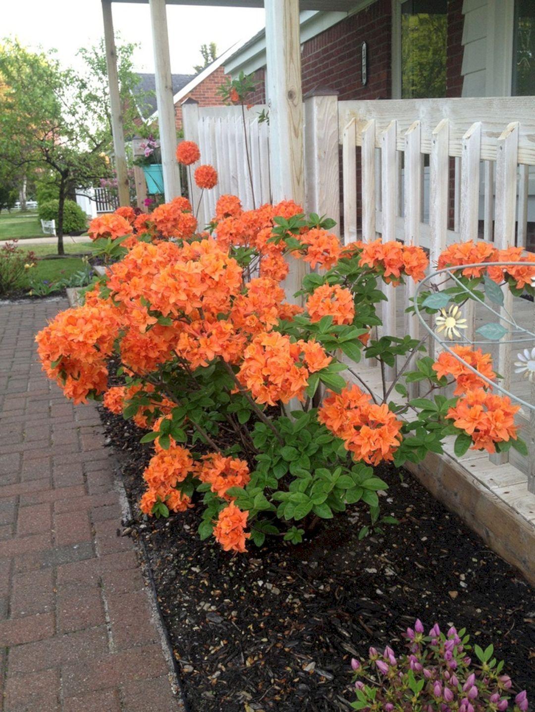 Azalea Indica ‘Orange Delight’ (Orange Delight Azalea)