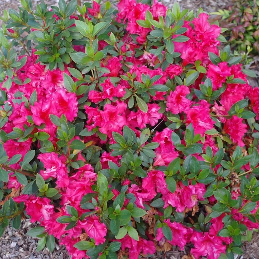 Azalea Indica ‘Red Wings’ (Red Wings Azalea)