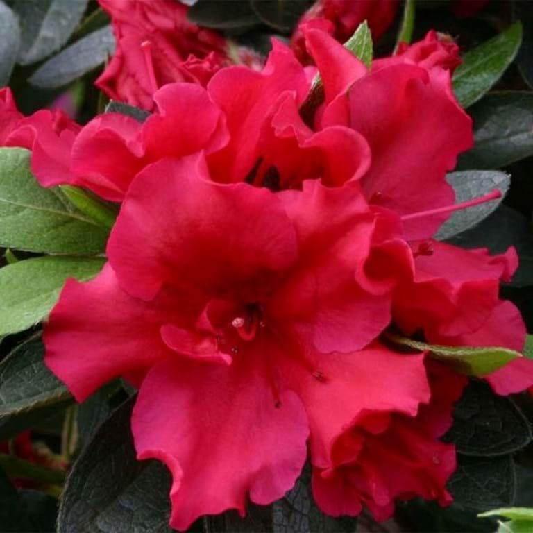 Azalea Indica ‘Red Wings’ (Red Wings Azalea)