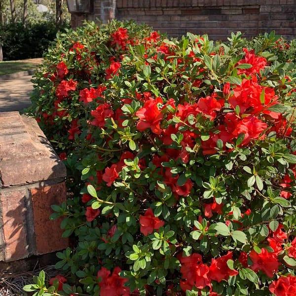 Azalea Indica ‘Red Wings’ (Red Wings Azalea)