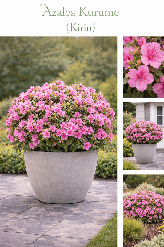 Azalea Kurume (Kirin)
