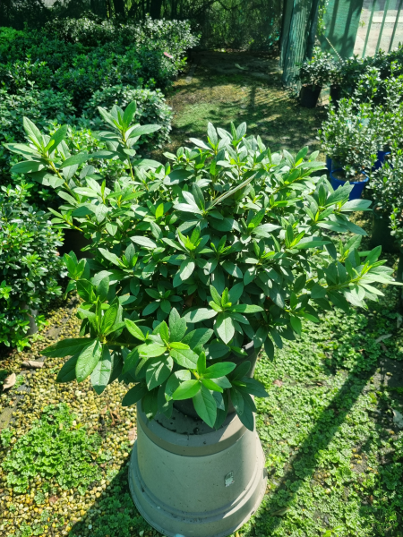 Rhododendron Indicum ‘Magnifica’ (Magnifica Azalea)
