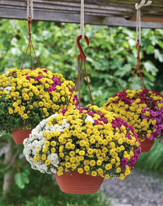 Chrysanthemum Spp. (Assorted Chrysanthemum Hanging Basket)