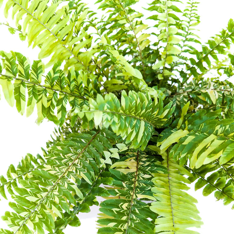 Nephrolepis exaltata ‘Variegata Tiger’ (Variegated Boston Fern)