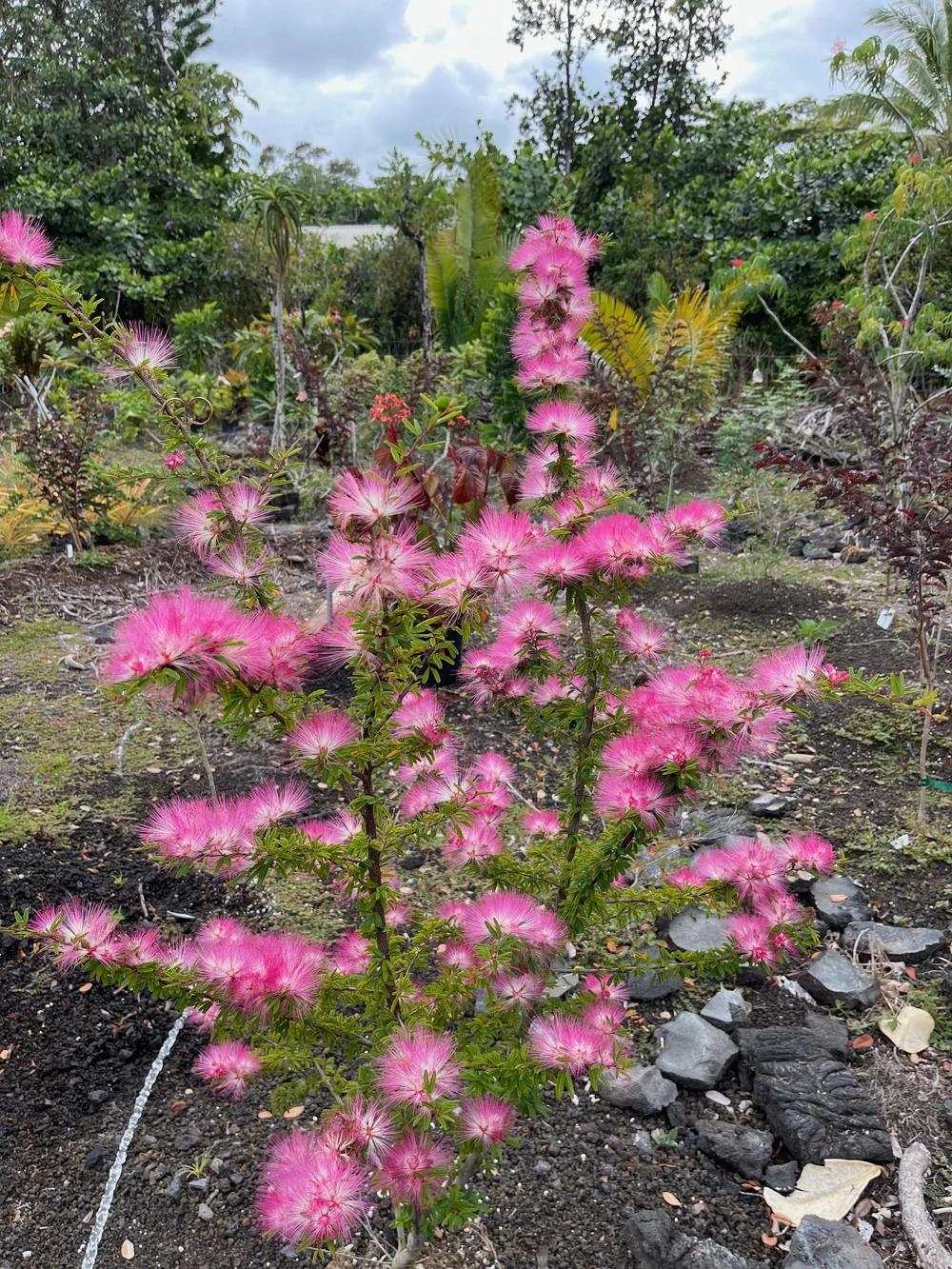 Calliandra Brevipes (Pink Powder Puff)