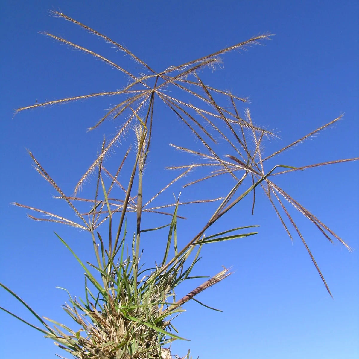Chloris Truncata (Windmill Grass)