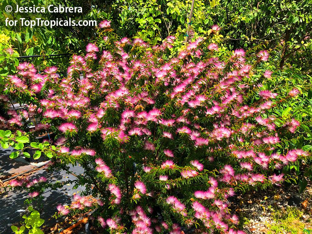 Calliandra Brevipes (Pink Powder Puff)