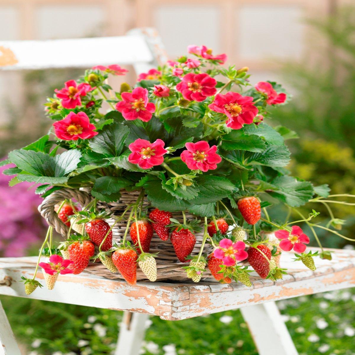 Fragaria × ananassa ‘Tristan’ (Tristan Strawberry)
