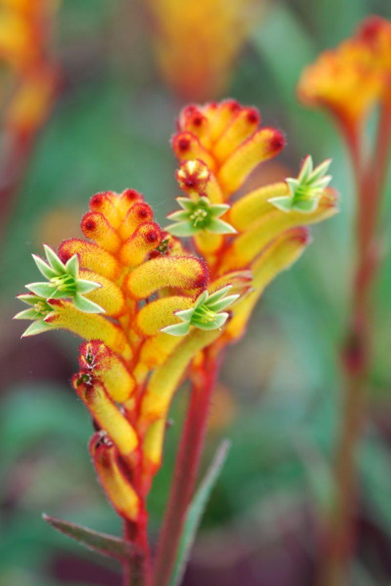 Anigozanthos ‘Bush Fire’ (Kangaroo Paw)