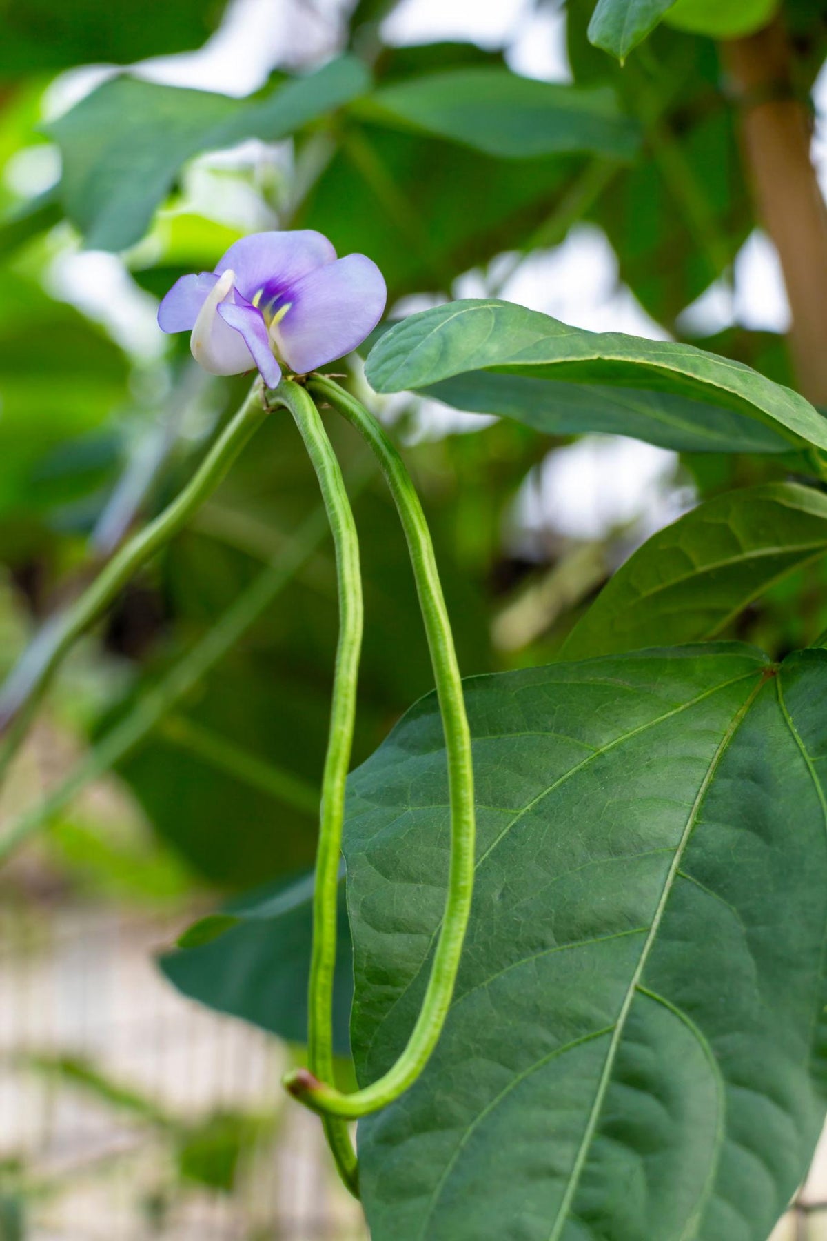 Vigna unguiculata subsp. sesquipedalis (Snake Bean)
