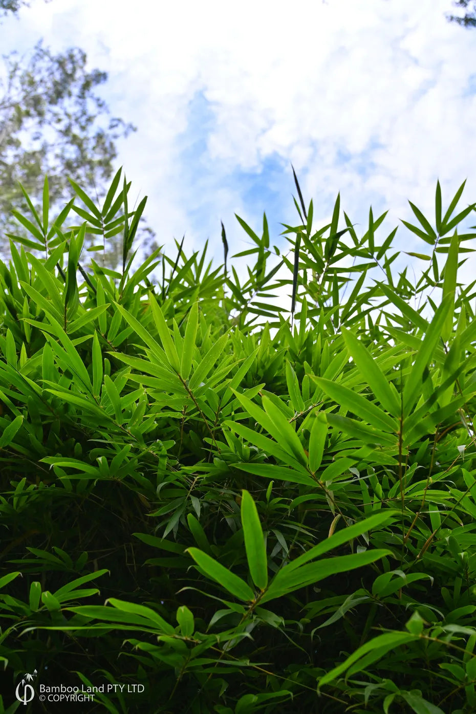 Bambusa textilis ‘Gracilis’ (Slender Weavers Bamboo)