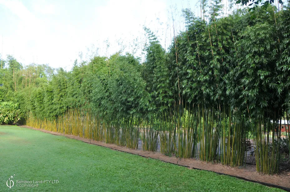 Bambusa textilis ‘Gracilis’ (Slender Weavers Bamboo)