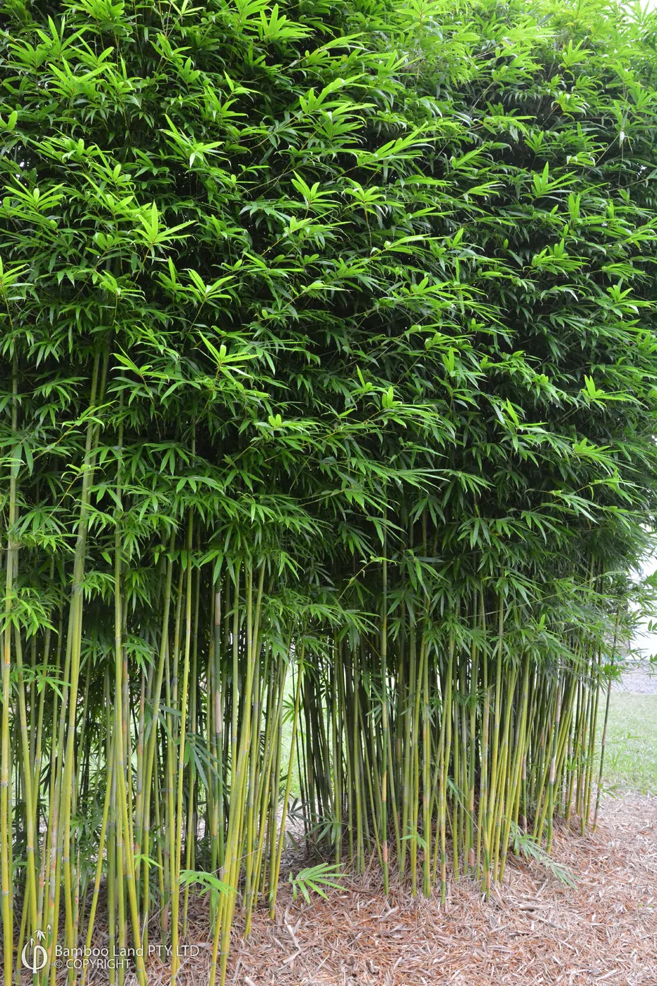 Bambusa textilis ‘Gracilis’ (Slender Weavers Bamboo)