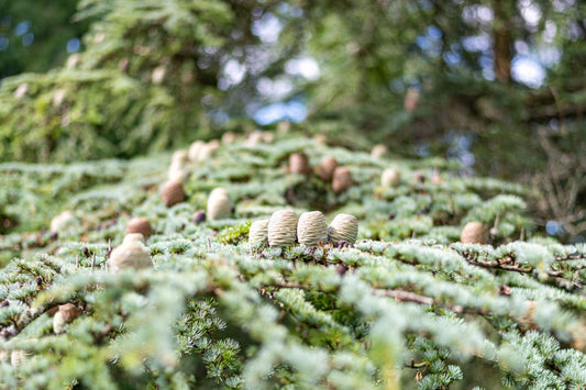 Cedrus Atlantica (Atlas Cedar)