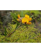 Pultenaea rosmarinifolia (Rosy-leaved Bush-pea)