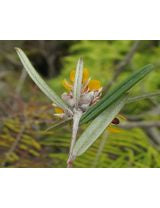 Pultenaea rosmarinifolia (Rosy-leaved Bush-pea)