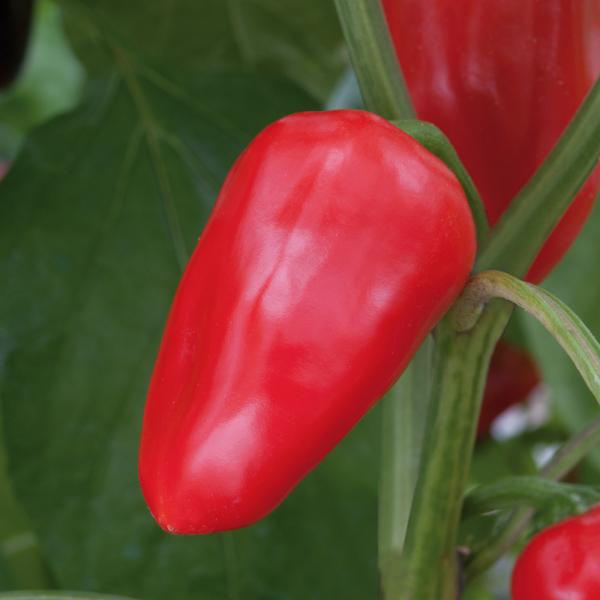 Capsicum annuum 'Snack Red' (Snack Red Capsicum)