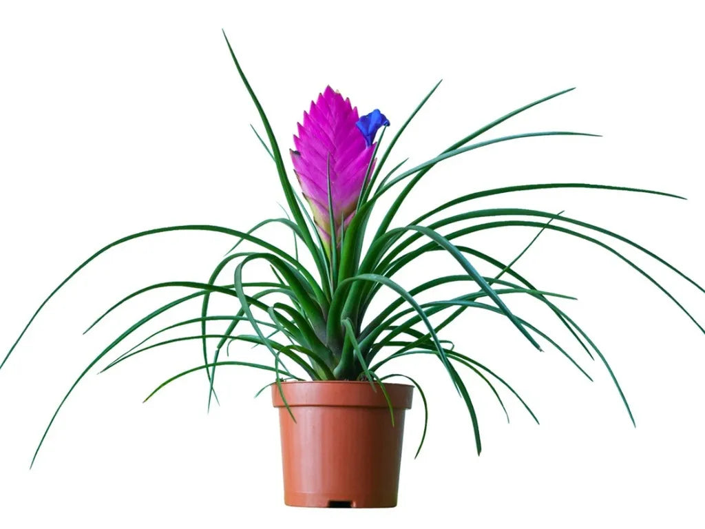 Tillandsia cyanea (Pink Quill Bromeliad)