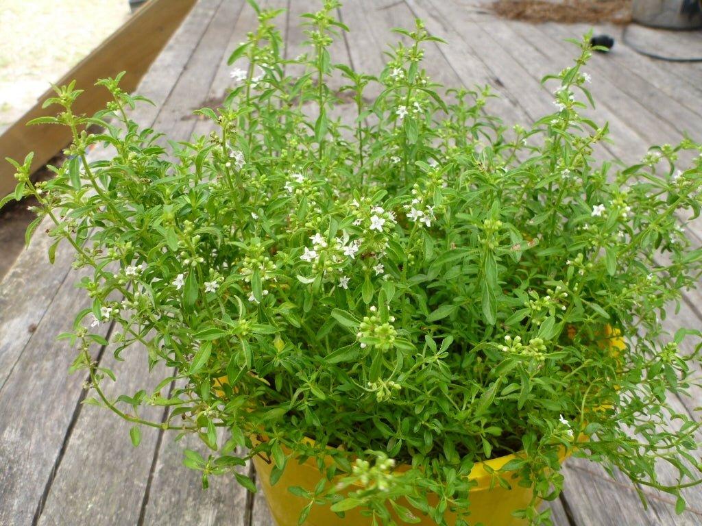 Mentha Satureioides (Bush Mint)