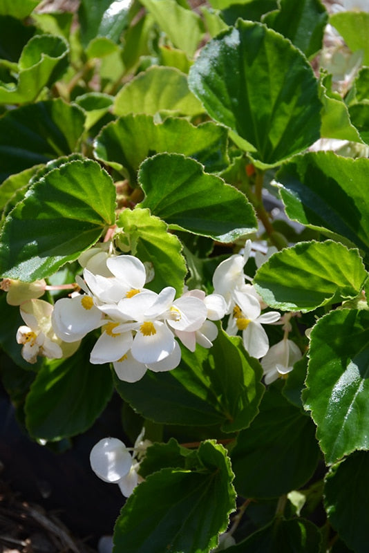 Begonia ‘Baby Wings White’ (Baby Wings White Begonia) – Nursery ...