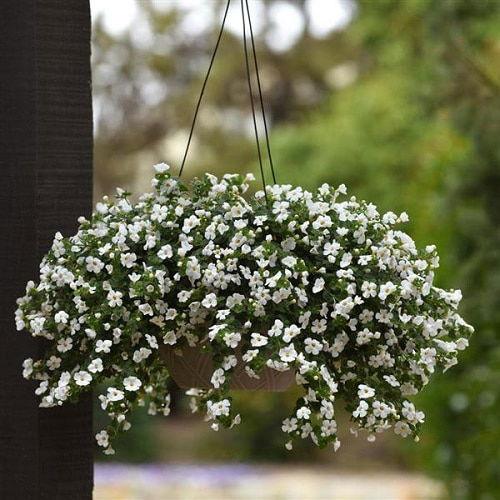Bacopa Monnieri (Bacopa Mix)