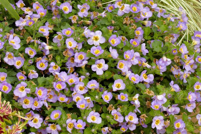 Bacopa Monnieri (Bacopa Mix)