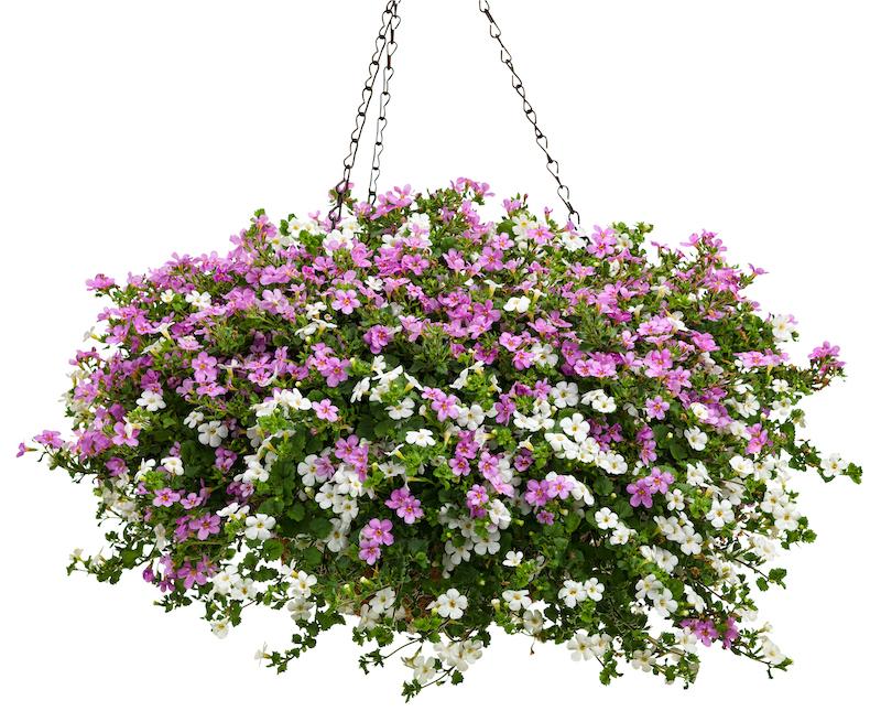 Bacopa Monnieri (Bacopa Mix)