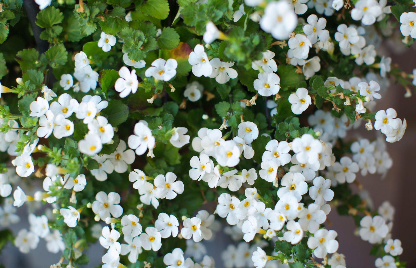 Bacopa Monnieri (Bacopa Mix)
