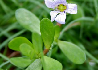 Bacopa Monnieri (Brahmi Memory Herb)