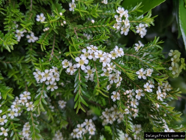 Sannantha Angusta (Clarence River Baeckea)