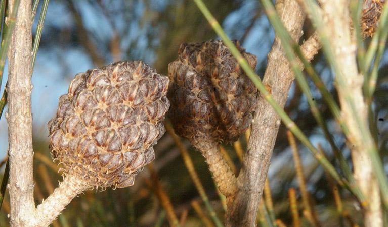 Allocasuarina Littoralis (Black Sheoak)