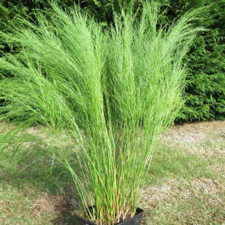 Baloskion Tetraphyllum (Tassel Cord-Rush / Restio)