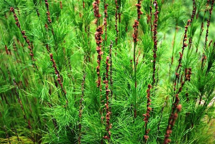 Baloskion Tetraphyllum 'Green Wedge' (Restio)