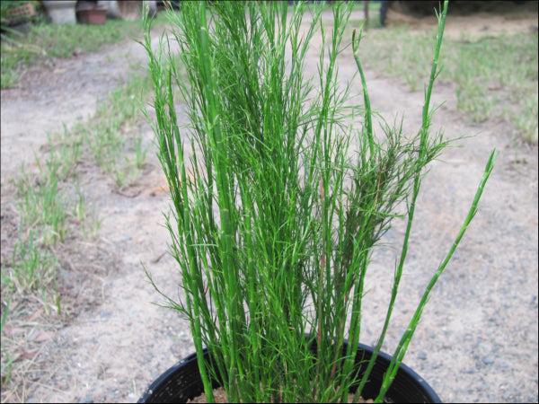Baloskion Tetraphyllum 'Green Wedge' (Restio)