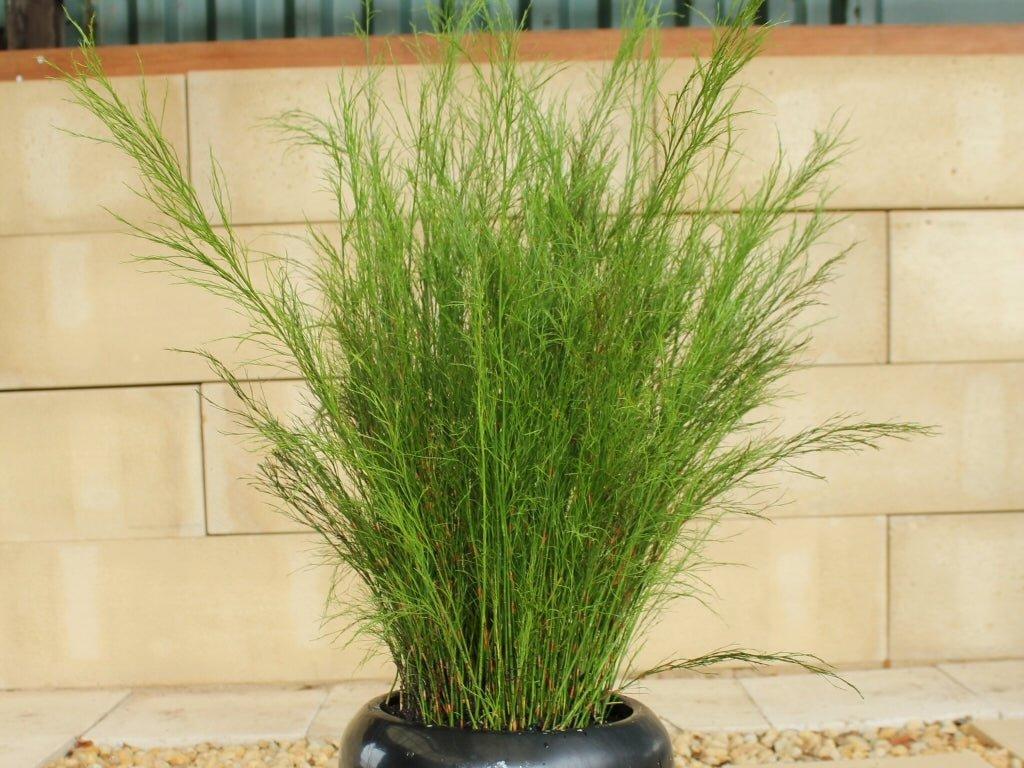 Baloskion Tetraphyllum (Tassel Cord-Rush / Restio)