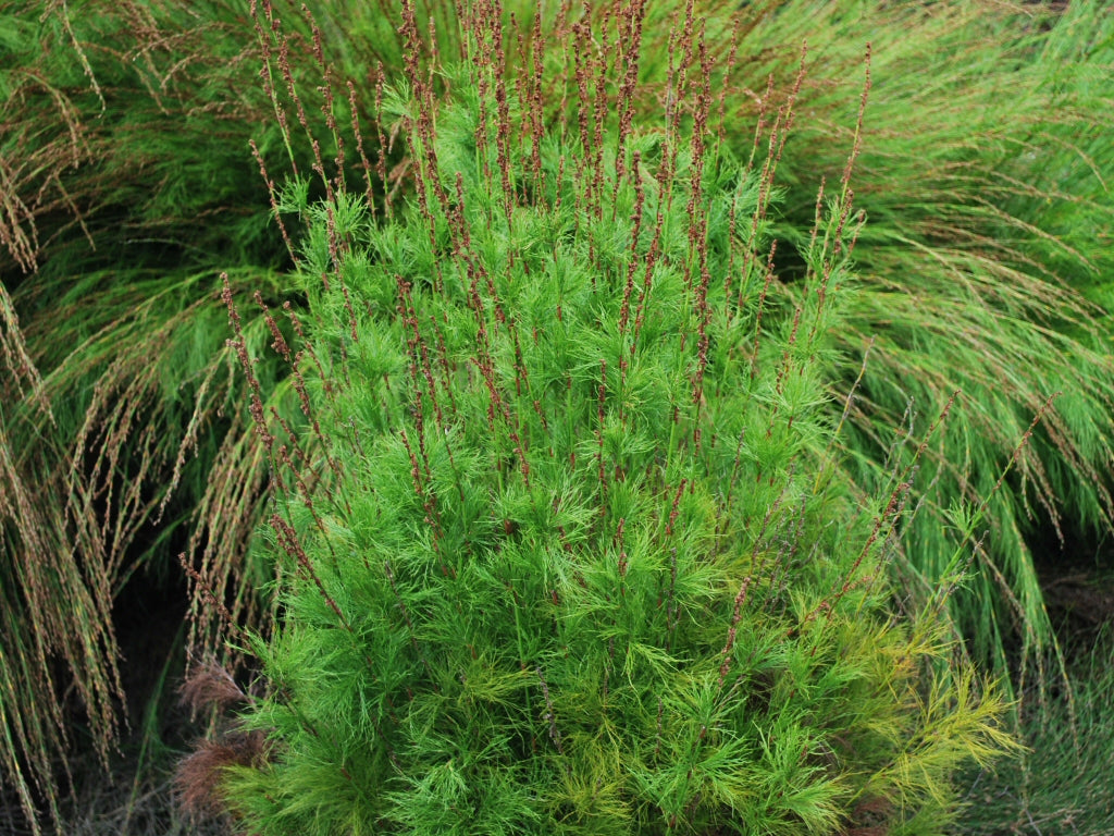 Baloskion Tetraphyllum (Tassel Cord-Rush / Restio)