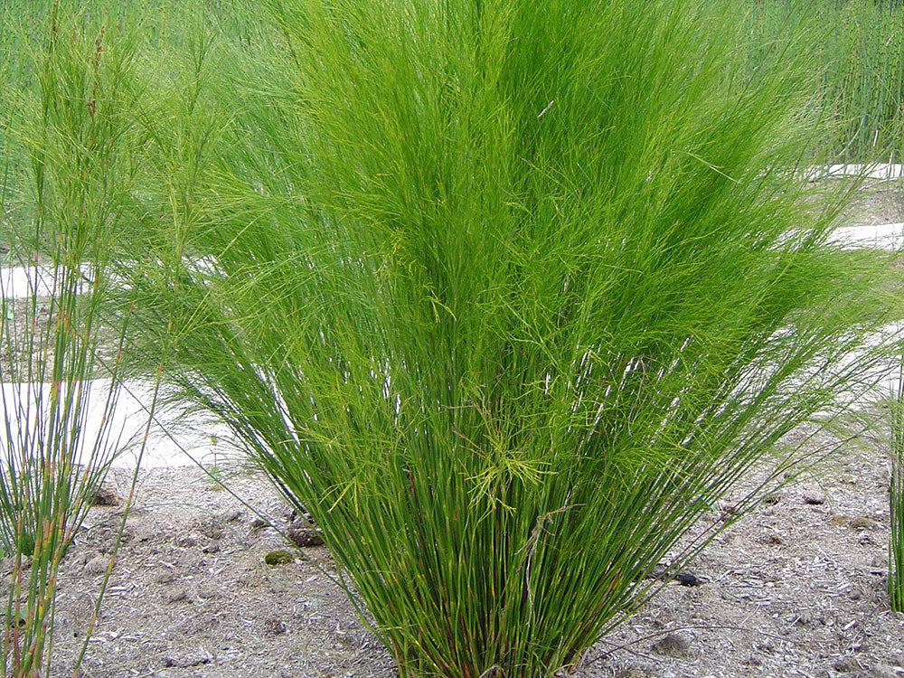 Baloskion Tetraphyllum 'Green Wedge' (Restio)