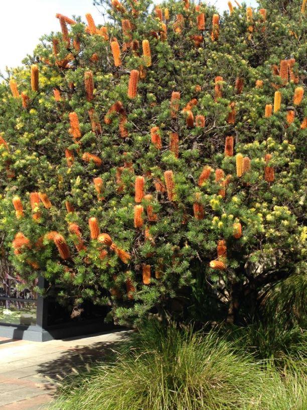 Banksia Ericifolia (Heath Banksia)