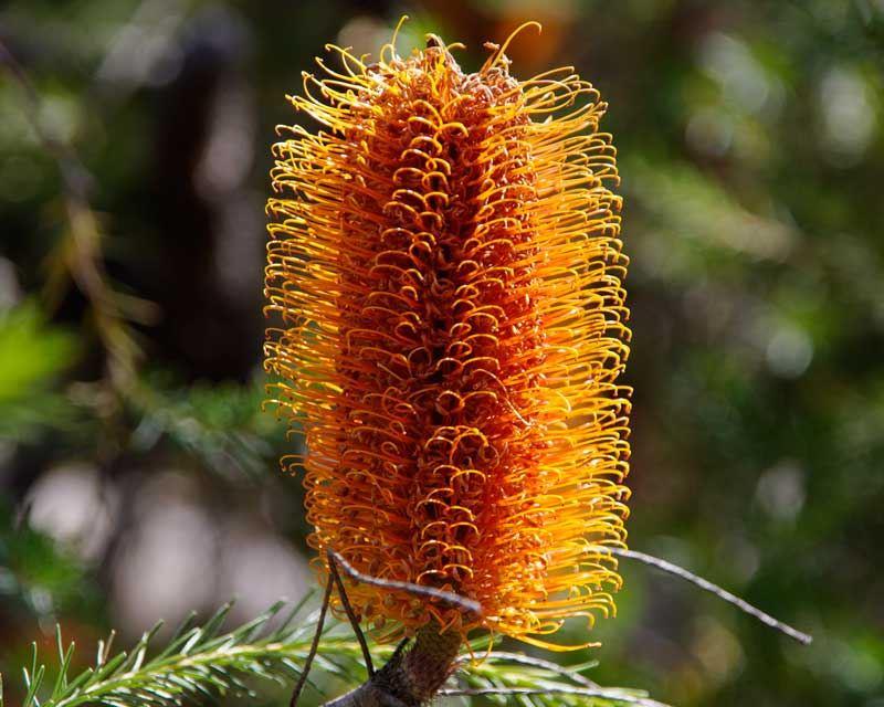 Banksia Ericifolia (Heath Banksia)