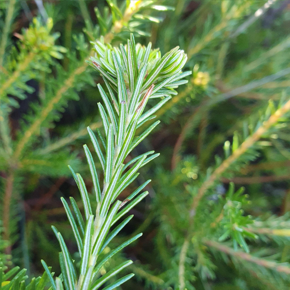 Banksia Ericifolia (Heath Banksia)