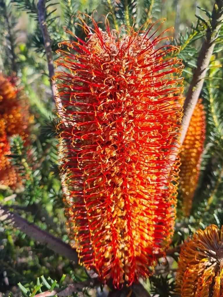 Banksia Ericifolia (Heath Banksia)