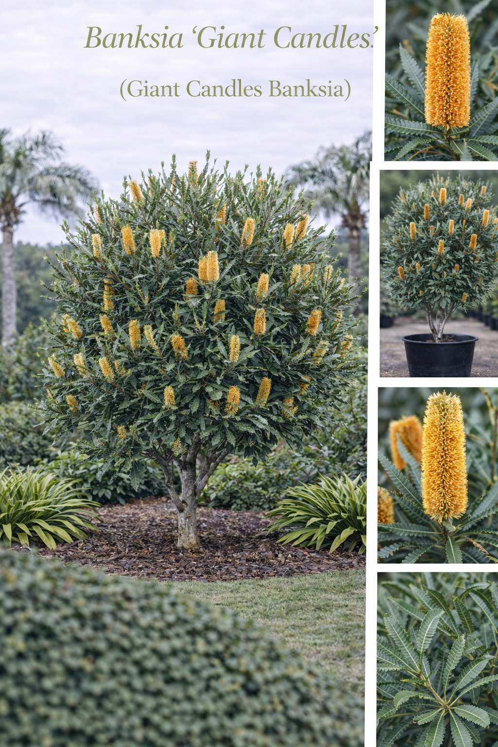 Banksia ‘Giant Candles’ (Giant Candles Banksia)