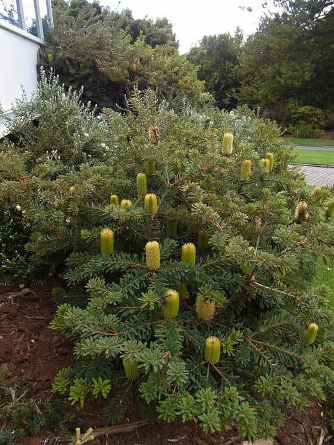 Banksia Marginata (Silver Banksia)