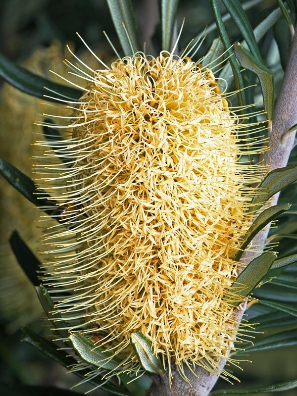 Banksia Marginata (Silver Banksia)